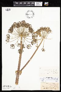 Angelica atropurpurea image
