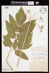 Angelica atropurpurea image