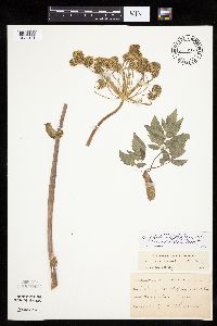 Angelica atropurpurea image