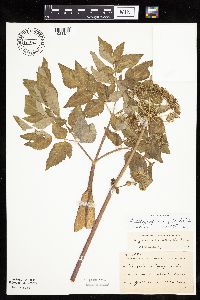 Angelica atropurpurea image