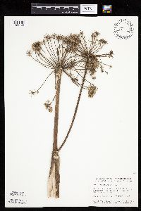 Angelica atropurpurea image