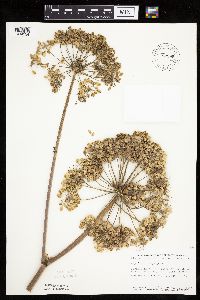 Angelica atropurpurea image