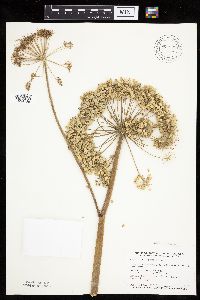 Angelica atropurpurea image