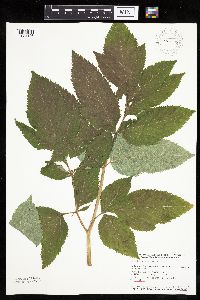 Angelica atropurpurea image