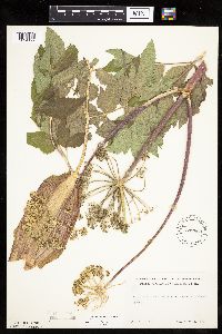 Angelica atropurpurea image