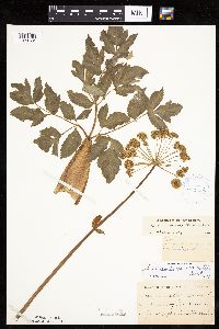 Angelica atropurpurea image