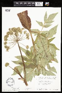 Angelica atropurpurea image