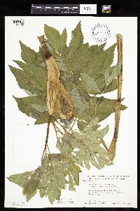 Angelica atropurpurea image