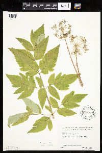 Angelica atropurpurea image