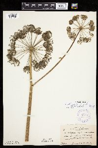 Angelica atropurpurea image