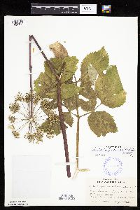 Angelica atropurpurea image