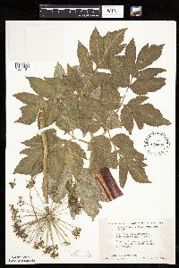 Angelica atropurpurea image