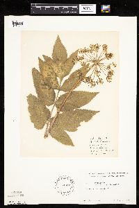 Angelica atropurpurea image