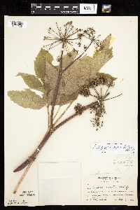 Angelica atropurpurea image