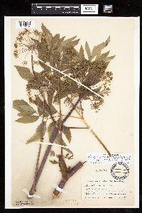 Angelica atropurpurea image
