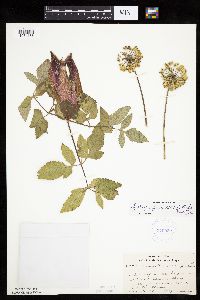Angelica atropurpurea image