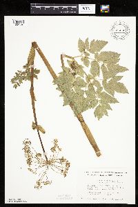 Angelica atropurpurea image
