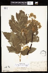 Angelica atropurpurea image
