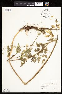 Image Associated With the Occurrence