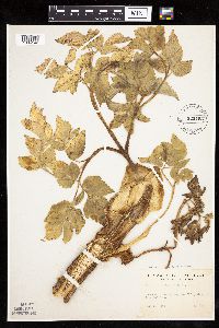 Image Associated With the Occurrence