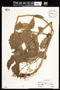 Image Associated With the Occurrence