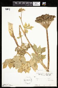 Image Associated With the Occurrence