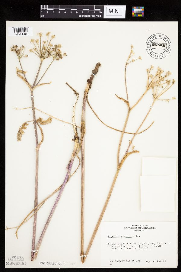 Angelica pinnata image