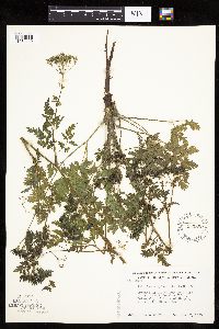 Anthriscus sylvestris image