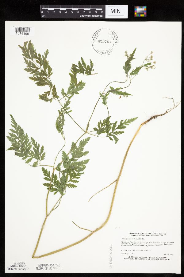 Anthriscus sylvestris image