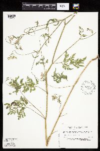 Anthriscus sylvestris image