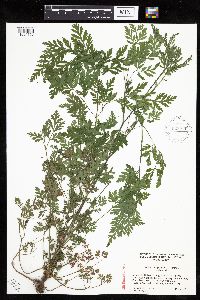 Anthriscus sylvestris image