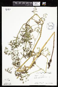 Media resource of Berula erecta