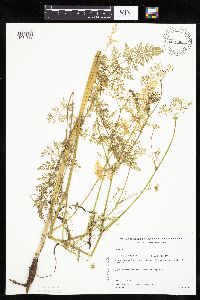 Carum carvi image