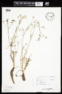 Carum carvi image