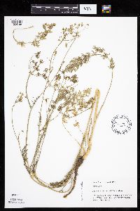 Carum carvi image