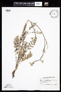Carum carvi image