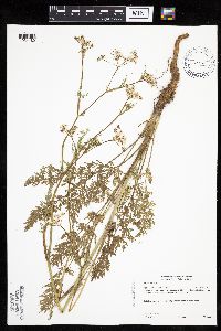 Carum carvi image