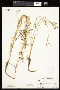 Carum carvi image