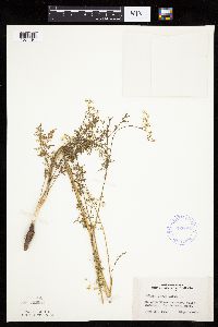 Carum carvi image