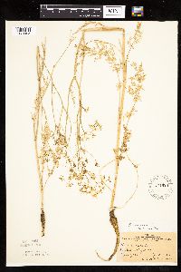 Carum carvi image