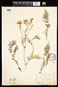 Carum carvi image