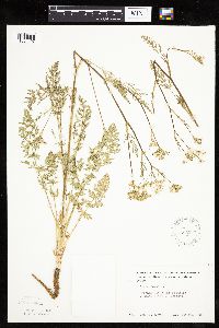 Carum carvi image