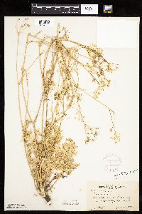 Carum carvi image