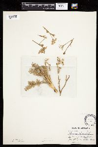 Carum carvi image