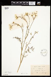 Carum carvi image