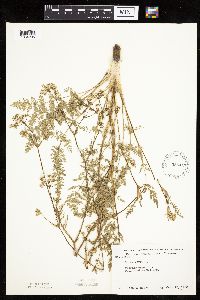 Carum carvi image