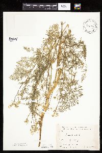 Carum carvi image