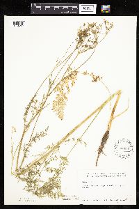 Carum carvi image