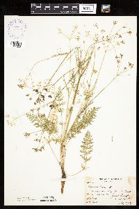 Carum carvi image
