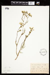 Carum carvi image